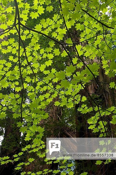 Ahornblatt Baum Wald Kletterpflanze Sonnenlicht Sequoia Kalifornien Hain Stout