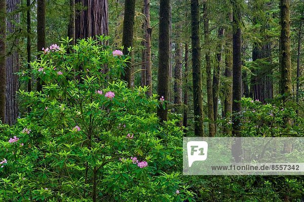 Baum  Wald  blühen  ungestüm  Sequoia  Kalifornien  Hain  Stout