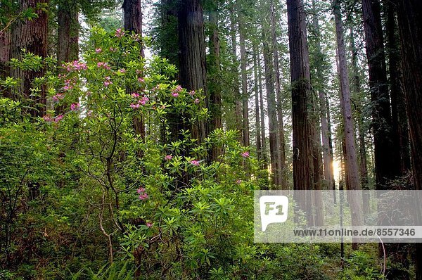 Sonnenuntergang Baum Beleuchtung Licht Küste Wald Rhododendron Sequoia Kalifornien