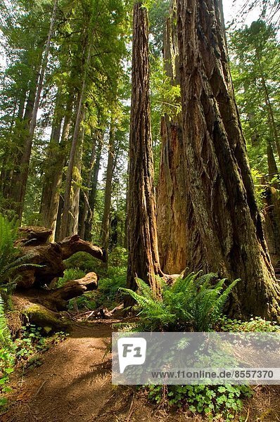 Baum Wald Bach Sequoia Kalifornien Prärie