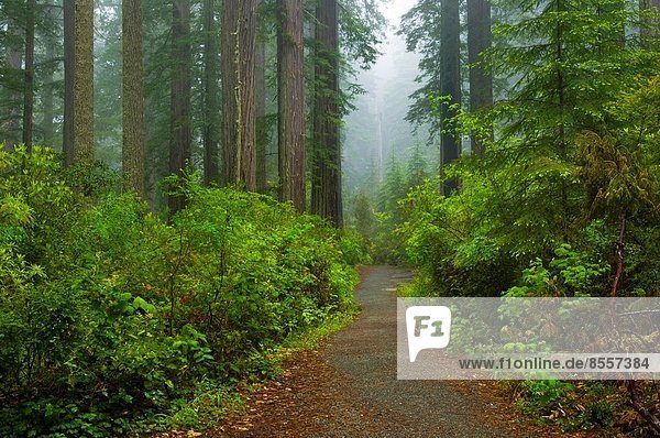folgen Baum Wald Nebel Regen Sequoia Kalifornien