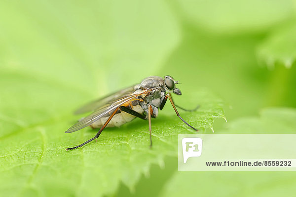 Schnepfenfliege (Rhagio notatus) Nordrhein-Westfalen Deutschland