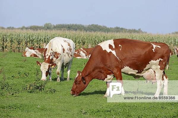 Deutsches Holstein-Rind oder Rotbuntes Hausrind (Bos primigenius taurus) Kühe auf Weide Nordrhein-Westfalen Deutschland