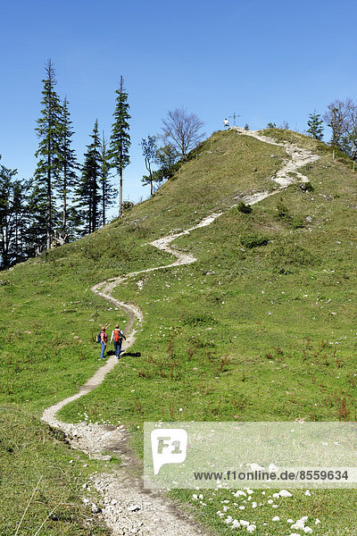 Trail to the peak of Spitzen Stein on the Bründling Alm  Hochfelln  Bergen  Chiemgau Alps  Upper Bavaria  Bavaria  Germany