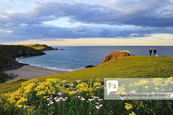 Meadow near the viewpoint overlooking the beach of Sango Bay  Durness  Caithness  Sutherland and Easter Ross  Scotland  United Kingdom