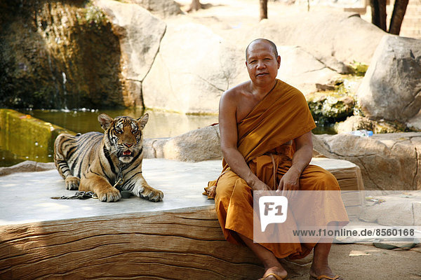 Tigertempel Wat Pa Luangta Bua  Mönch und Indochinesischer Tiger (Panthera tigris corbetti)  Kanchanaburi  Thailand