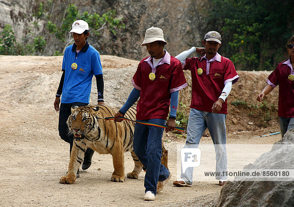 Tigertempel Wat Pa Luangta Bua  Männer führen Indochinesischen Tiger (Panthera tigris corbetti) an der Leine  Kanchanaburi  Thailand