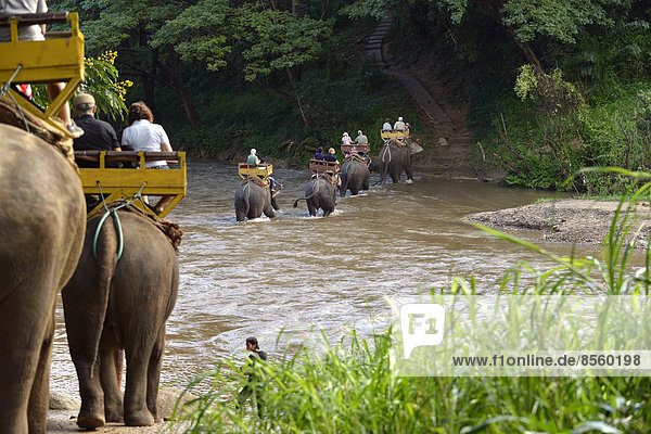Elephant trekking with Asian or Asiatic Elephants (Elephas maximus) at Mae Tang River  Maetaman Elephant Camp  Chiang Mai Province  Northern Thailand  Thailand