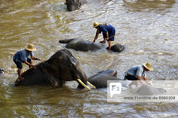 Mahouts bathing their Asian or Asiatic Elephants (Elephas maximus) in the Mae Tang River  Maetaman Elephant Camp  Chiang Mai Province  Northern Thailand  Thailand