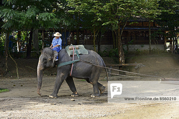 Asian or Asiatic Elephant (Elephas maximus) during a demonstration in Maetaman Elephant Camp  Chiang Mai Province  Northern Thailand  Thailand