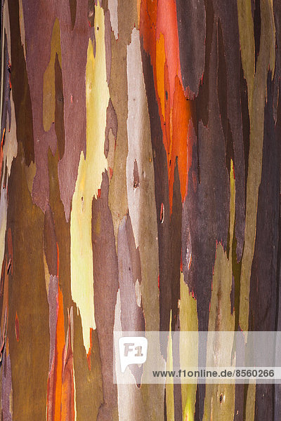 Farbige Rinde des Eukalyptusbaums (Eucalyptus sp.)  Kauai  Hawaii  USA