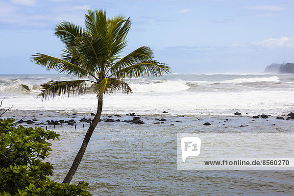 Kokospalme (Cocos nucifera) und hohe Wellen in der Hanalei Bay  Kauai  Hawaii  USA