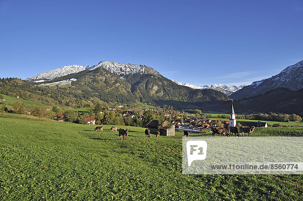 Kühe auf der Weide  hinten Bad Hindelang mit Allgäuer Bergen  Bad Hindelang  Oberallgäu  Allgäu  Bayern  Deutschland