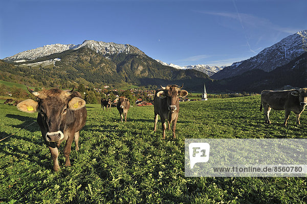 Cows standing on a pasture  town of Bad Hindelang with the Allgäu Alps at the back  Bad Hindelang  Oberallgäu  Allgäu  Bavaria  Germany