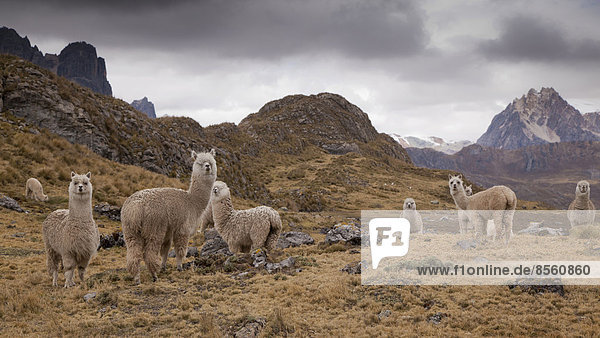A herd of Alpacas (Vicugna pacos)  Cordillera Huayhuash  Peru