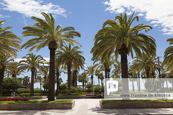 Palm trees  Passeig de Jaume I Promenade  Salou  Catalonia  Spain