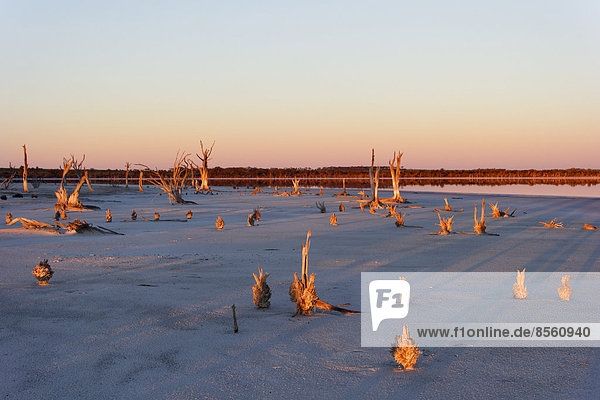 Lake Ninan  salt lake  in morning light  Victoria Plains  Western Australia  Australia