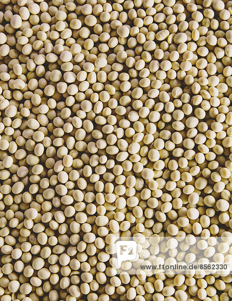 Soybeans  small round beans  one of the most popular and healthy legumes.