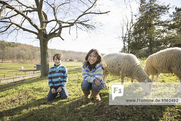 Two children at an animal sanctuary  in a paddock with sheep.