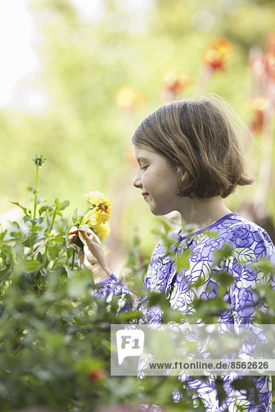 A young girl in a blue dress picking flowers in a garden.