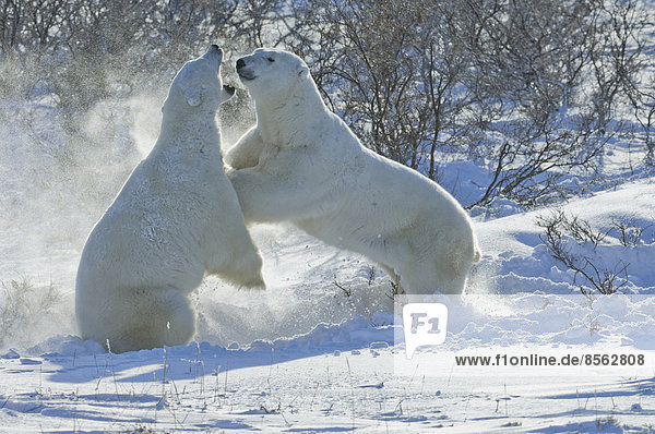 Eisbären in der Wildnis. Ein starkes Raubtier und eine gefährdete oder potenziell gefährdete Art.