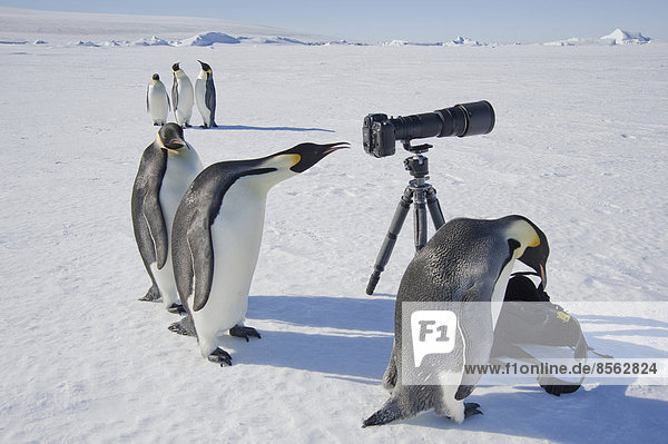 Eine kleine Gruppe neugieriger Kaiserpinguine schaut mit Kamera und Stativ auf das Eis auf Snow Hill Island. Ein Vogel schaut durch den Sucher.