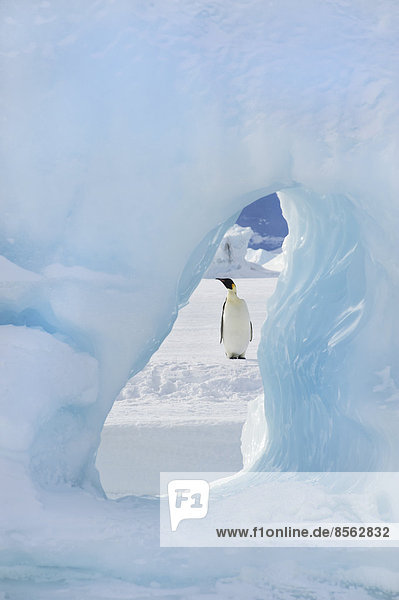 Ein erwachsener Kaiserpinguin  der auf dem Eis auf der Insel Snow Hill steht. Durch einen Eisbogen gesehen.