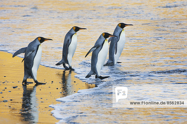 Eine Gruppe von vier erwachsenen Königspinguinen am Wasser  die bei Sonnenaufgang ins Wasser gehen. Reflektiertes Licht.