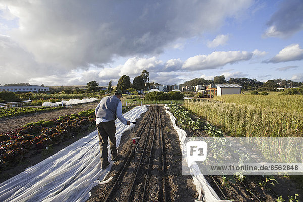 Ein Mann, der in den Feldern des Sozialfürsorge- und Arbeitsprojekts, dem Obdachlosen-Gartenprojekt in Santa Cruz, arbeitet. Er säte Saatgut in die gepflügten Furchen.