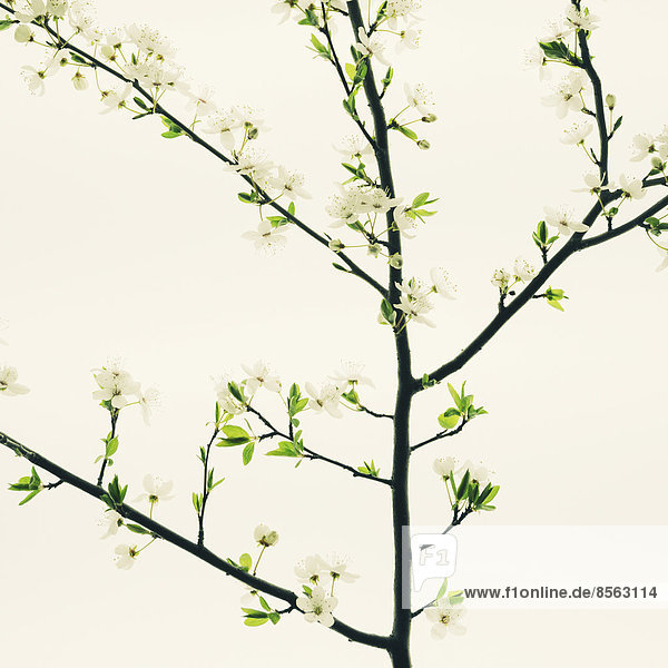 Ein Apfelbaum  der im Frühling blüht und wächst. Grüne Blätter und weiße Blüte vor weißem Hintergrund. Ein Baumzweig.