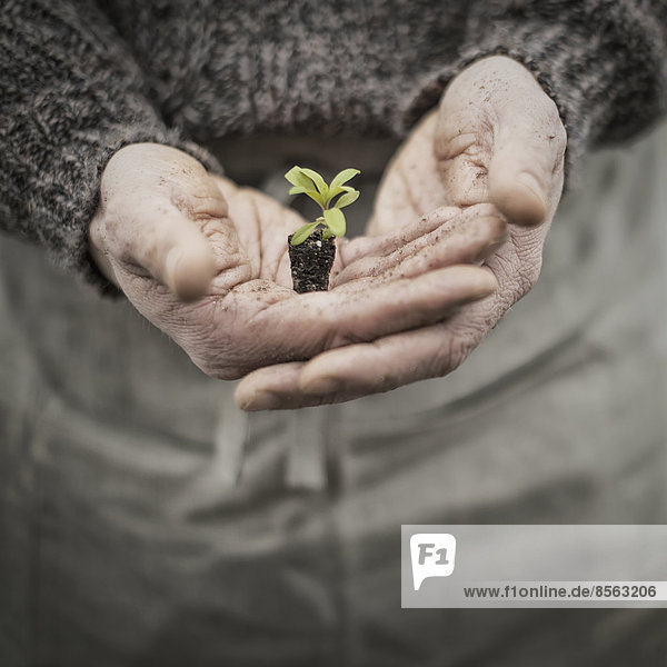 Eine Person in einem kommerziellen Gewächshaus  die einen kleinen Pflanzensetzling in seinen schalenförmigen Händen hält.