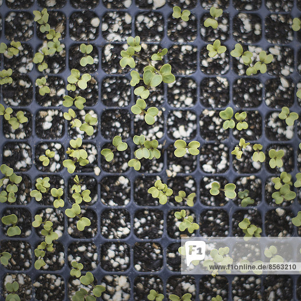 Spring Planting. A tray of small seedlings growing under glass.