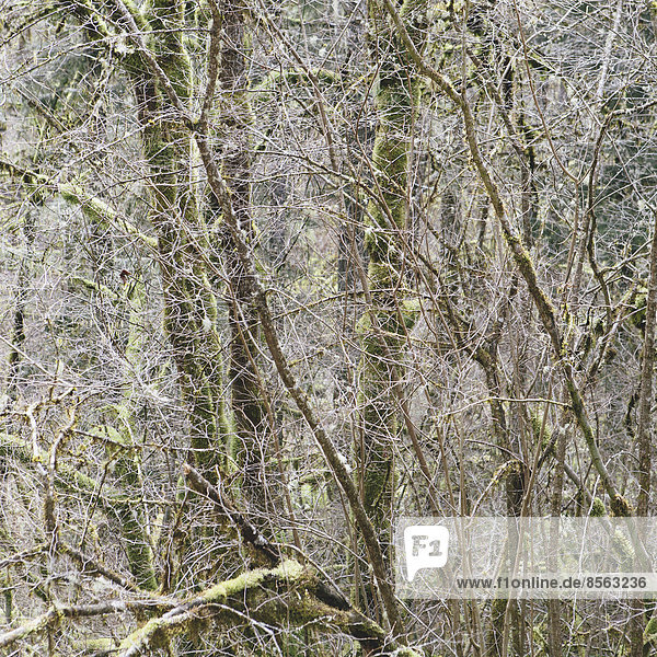 Ein dichter Wald aus grünen  moosbewachsenen Bäumen aus Rebenahorn  Erle  Zeder und Tanne in einem Nationalwald in Washington  USA