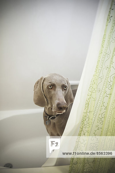 A Weimaraner puppy peering around the shower curtain in a bathroom.