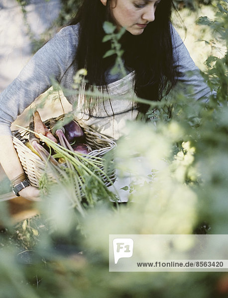 Eine junge Frau in einer Arbeitsschürze  die einen Korb mit frisch geerntetem Bio-Gemüse hält. Draußen in einem Gemüsegarten.