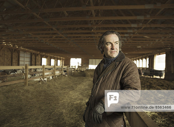 An Organic Farm in Winter in Cold Spring  New York State. A farmer in a livestock barn with sheep at lambing time.