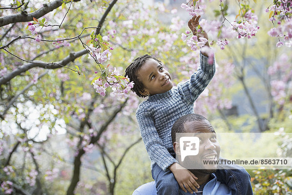 A New York city park in the spring. Sunshine and cherry blossom. A father giving his son a ride on his shoulders.