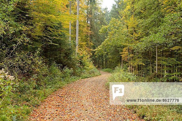 folgen gehen Landschaft klein Wald Herbst Bayern Deutschland Oberpfalz