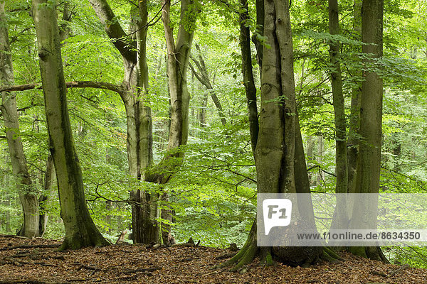 Alter Rotbuchenwald(Fagus sylvatica)  Darß  Nationalpark Vorpommersche Boddenlandschaft  Mecklenburg-Vorpommern  Deutschland