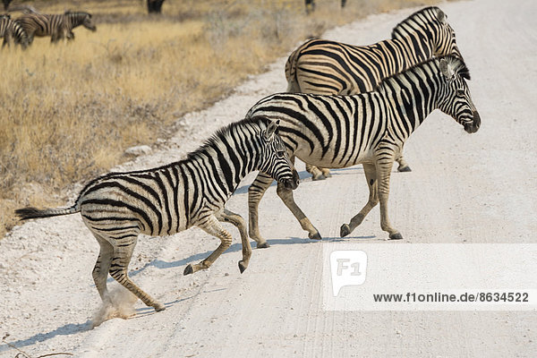 Zebras laufen über die Straße  Burchell-Zebra (Equus quagga burchelli)  Etosha-Nationalpark  Namibia