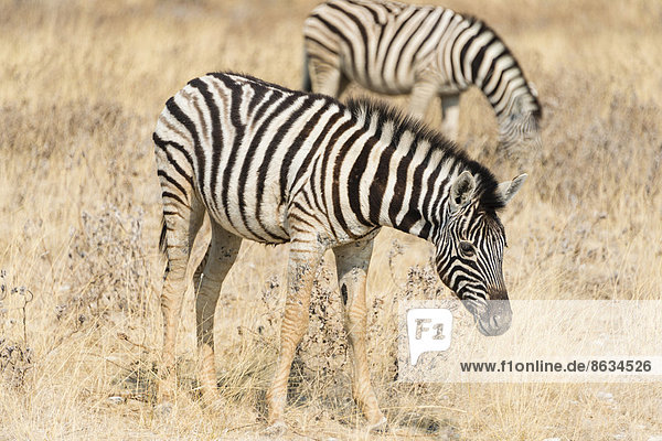 Zebras beim Grasen  Burchell-Zebra (Equus quagga burchelli)  Etosha-Nationalpark  Namibia