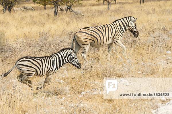 Burchell-Zebras (Equus quagga burchelli)  Etosha-Nationalpark  Namibia