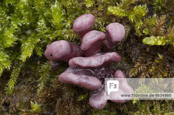 Fleischfarbener Gallertbecher oder Fleischroter Gallertbecher (Ascocoryne sarcoides)  Fruchtkörper