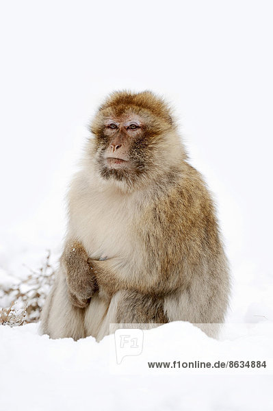 Berberaffe (Macaca sylvanus) Weibchen im Schnee Vorkommen in Marokko Algerien und auf Gibraltar captive Deutschland