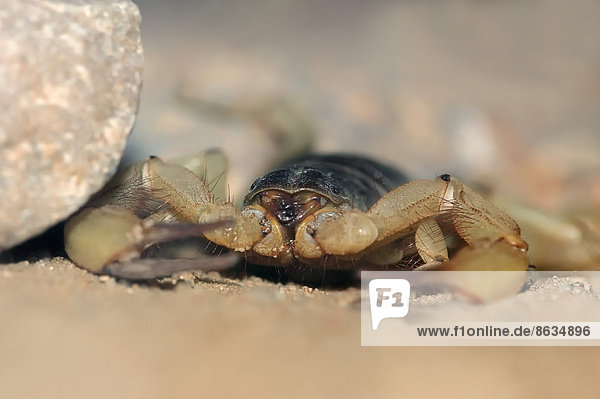 Großer Texas-Skorpion oder Haariger Wüstenskorpion (Hadrurus arizonensis)  Vorkommen im Südwesten Nordamerikas  captive  Nordrhein-Westfalen  Deutschland