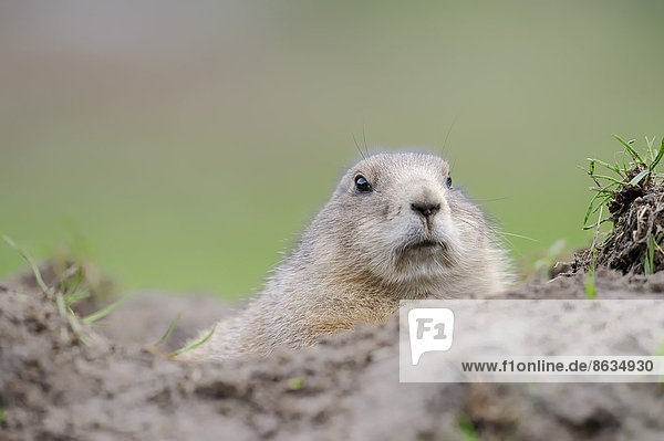 Schwarzschwanz-Präriehund (Cynomys ludovicianus) am Bau Vorkommen in Nordamerika captive Deutschland