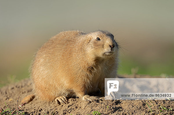 Schwarzschwanz-Präriehund (Cynomys ludovicianus) Vorkommen in Nordamerika captive Deutschland