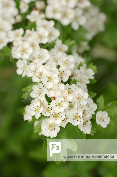 Eingriffeliger Weißdorn (Crataegus monogyna)  Blüten  Provence  Südfrankreich  Frankreich