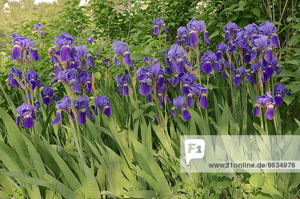 Mittelhohe Bart-Iris oder Mittelhohe Bartschwertlilie (Iris barbata-media hybride) Provence Südfrankreich Frankreich