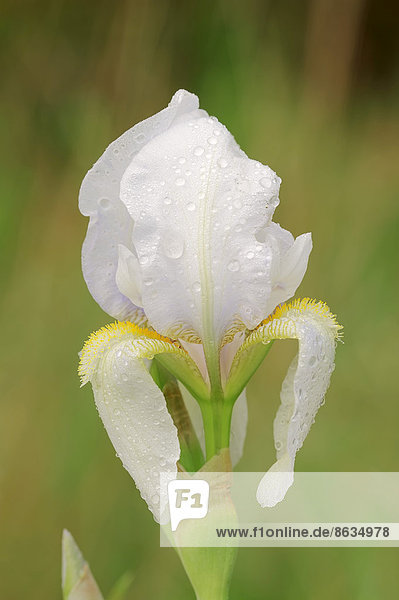 Mittelhohe Bart-Iris oder Mittelhohe Bartschwertlilie (Iris barbata-media hybride) Blüte Provence Südfrankreich Frankreich
